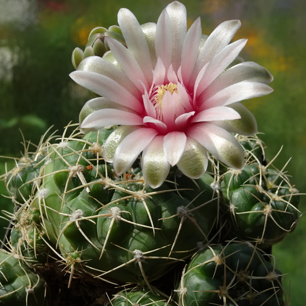 DSC03608Gymnocalycium capillaense