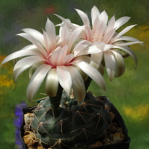 DSC03612Gymnocalycium catamarense TOM 07-293