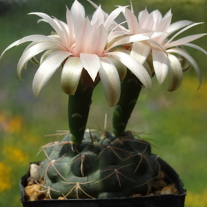 DSC03613Gymnocalycium catamarense TOM 07-293