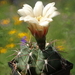 DSC03615Gymnocalycium fischerii MT07