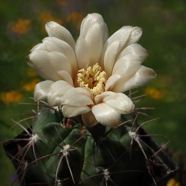 DSC03616Gymnocalycium fischerii MT07