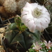 DSC03618Gymnocalycium damsii v. multiproliferum