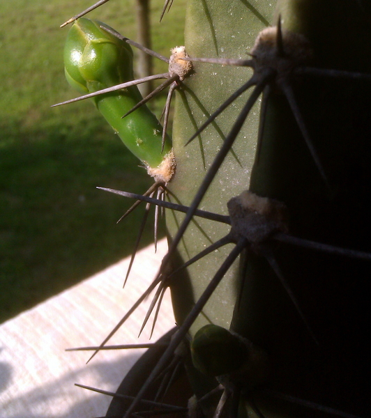 016Cereus forbesii