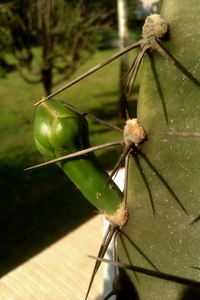 017Cereus forbesii