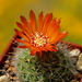 _DSC4997Parodia herzogii TB738.2