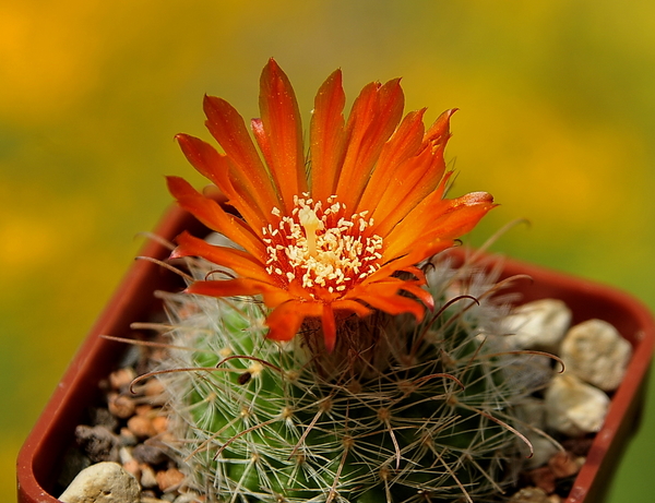 _DSC4997Parodia herzogii TB738.2