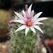 _DSC5014Mammillaria fraileana