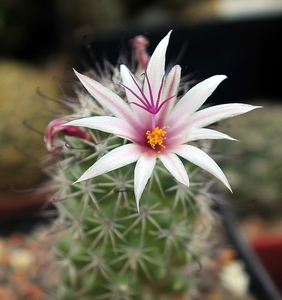 _DSC5014Mammillaria fraileana