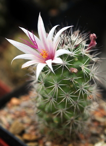 _DSC5028Mammillaria fraileana