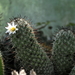 _DSC5085Mammillaria hutchisoniana ssp. louisae