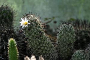 _DSC5085Mammillaria hutchisoniana ssp. louisae