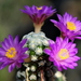 _DSC5087Mammillaria therese