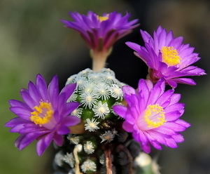 _DSC5087Mammillaria therese