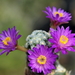 _DSC5088Mammillaria therese