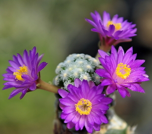 _DSC5088Mammillaria therese