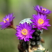 _DSC5090Mammillaria therese