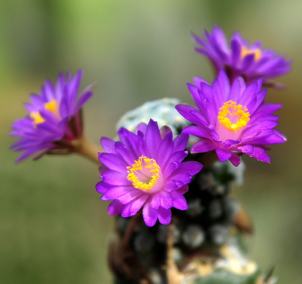 _DSC5090Mammillaria therese