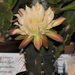 DSC_0088Cereus forbesii