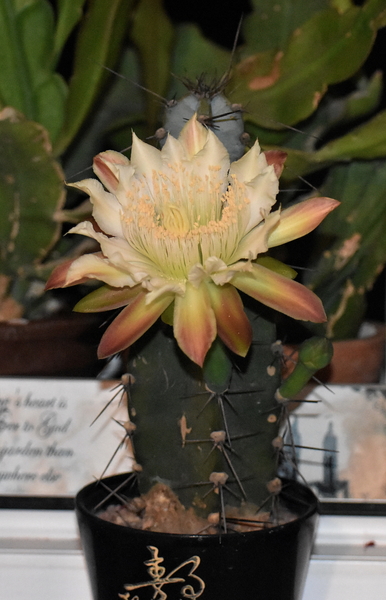 DSC_0088Cereus forbesii