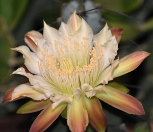 DSC_0089Cereus forbesii