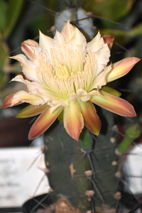 DSC_0090Cereus forbesii