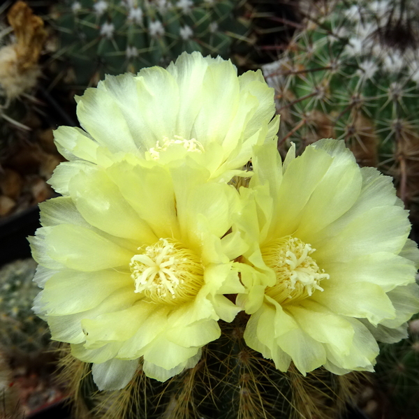 DSC03688Notocactus warasii