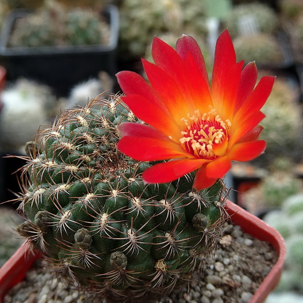 DSC03694Sulcorebutia losenickyana