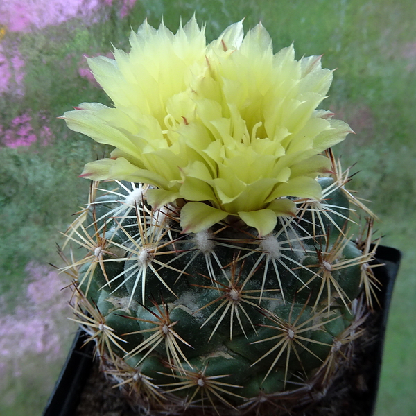 DSC03697Coryphantha indensis