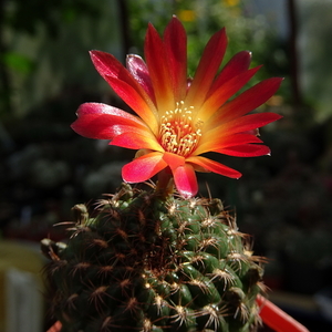 DSC03707Sulcorebutia losenickyana