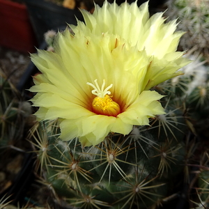 DSC03706Coryphantha indensis