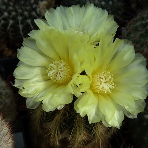 DSC03709Notocactus warasii