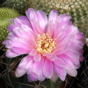 DSC03737Gymnocalycium denudatum 'Jan Šuba'