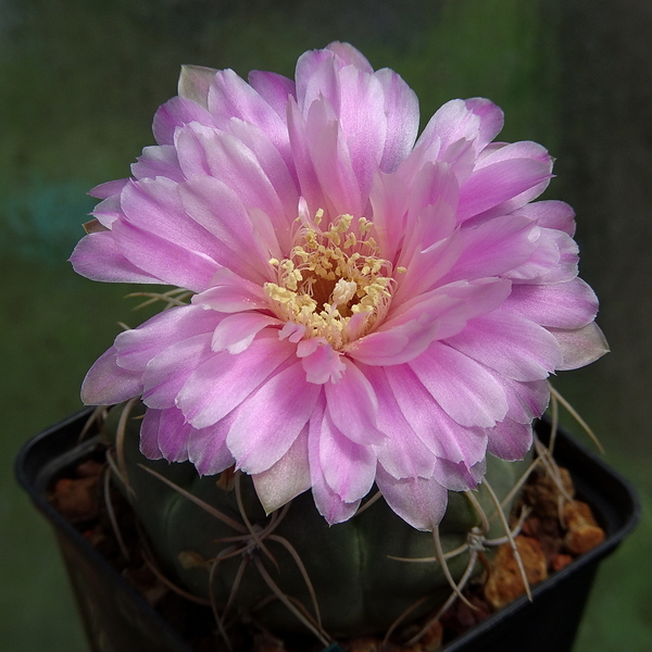 DSC03738Gymnocalycium denudatum 'Jan Šuba'