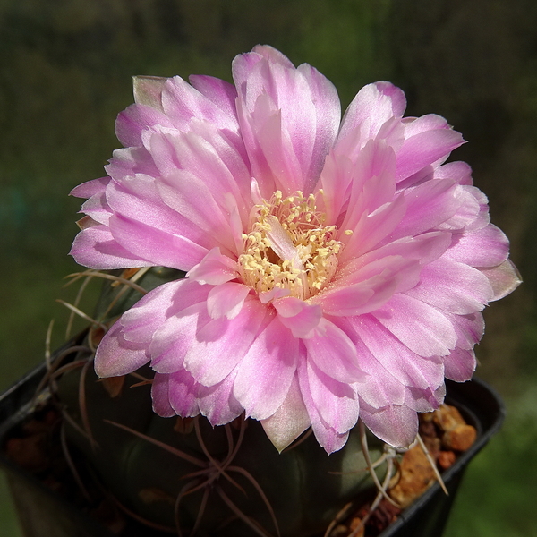 DSC03739Gymnocalycium denudatum 'Jan Šuba'