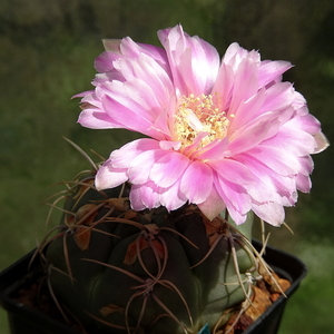 DSC03740Gymnocalycium denudatum 'Jan Šuba'