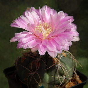 DSC03741Gymnocalycium denudatum 'Jan Šuba'