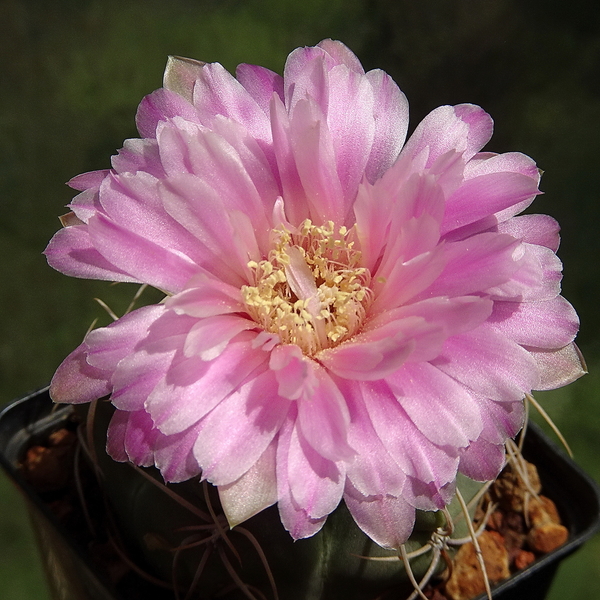 DSC03742Gymnocalycium denudatum 'Jan Šuba'