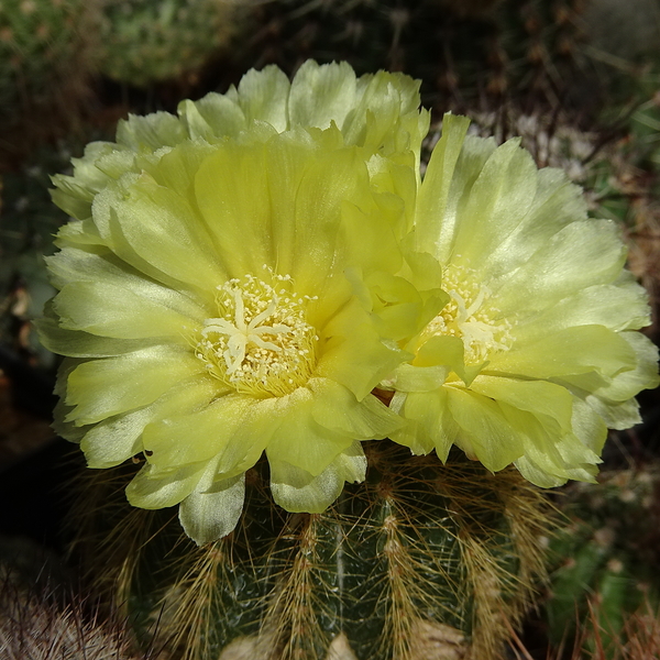 DSC03743Notocactus warasii