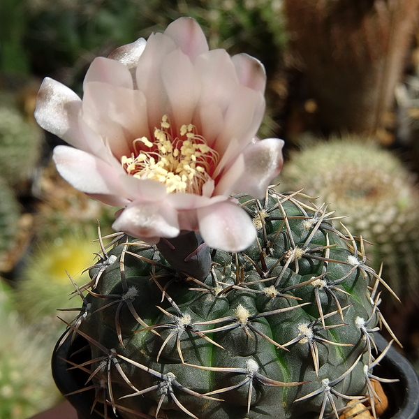 DSC03746Gymnocalycium kieslingii