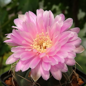 DSC03747Gymnocalycium denudatum 'Jan Šuba'