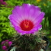 DSC03751Thelocactus bicolor