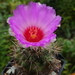 DSC03752Thelocactus bicolor