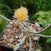 DSC03753Astrophytum caput-meduse