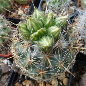 DSC03758Coryphantha palmeri v. pectinata Rio Pecos