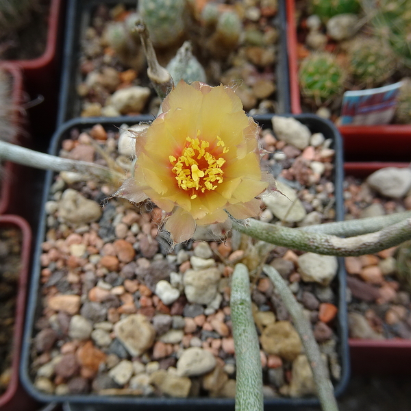 DSC03759Astrophytum caput-meduse