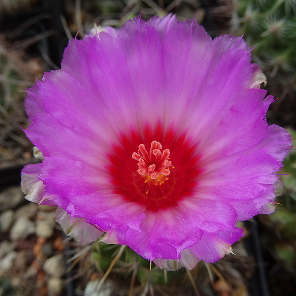 DSC03760Thelocactus bicolor