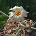 DSC03761Astrophytum caput-meduse