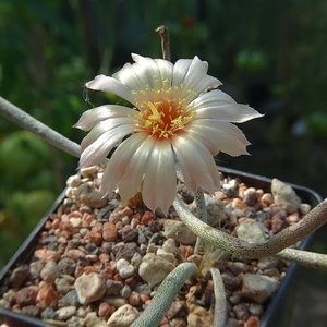 DSC03761Astrophytum caput-meduse