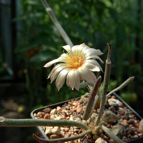 DSC03762Astrophytum caput-meduse