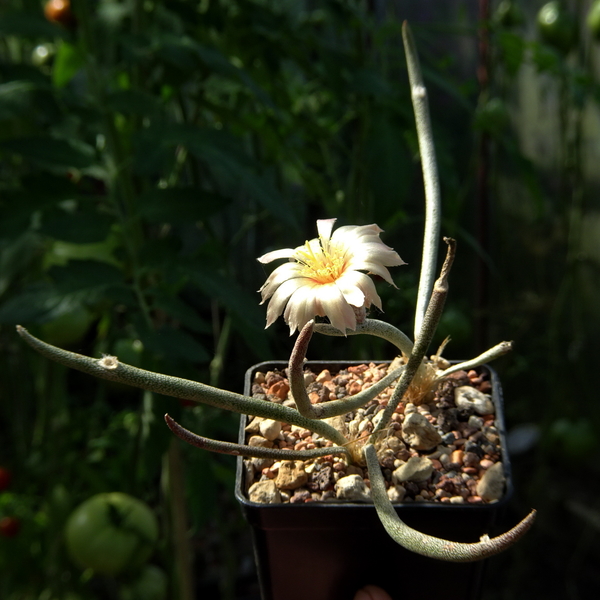 DSC03764Astrophytum caput-meduse